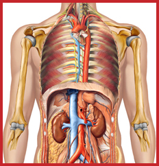 LSSO Cursus Anatomie en Fysiologie