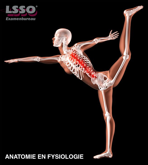 Examen Anatomie en fysiologie | Examenbureau LSSO